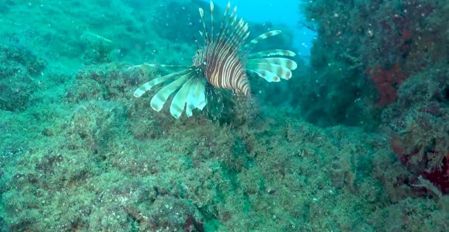 İklim değişikliği denizlerdeki istilacı türleri de artırıyor